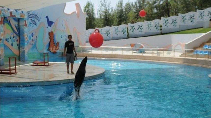 Fokları 120 Bin Kişi İzledi