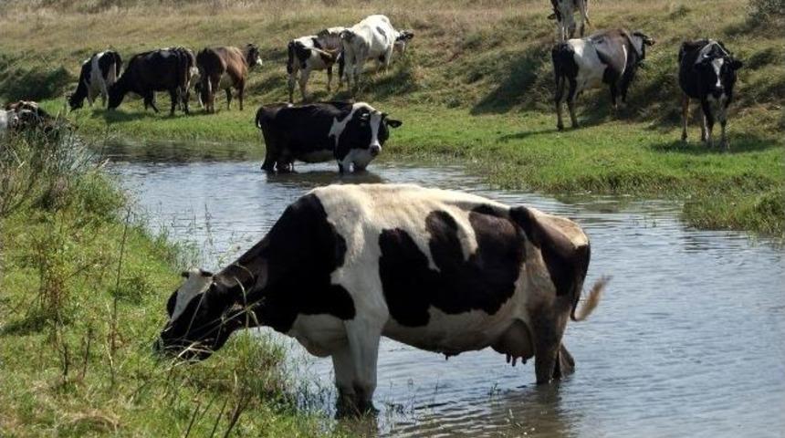 Sıcaktan Bunalan Hayvanlar Mera Yerine Dere Yataklarında Otluyor