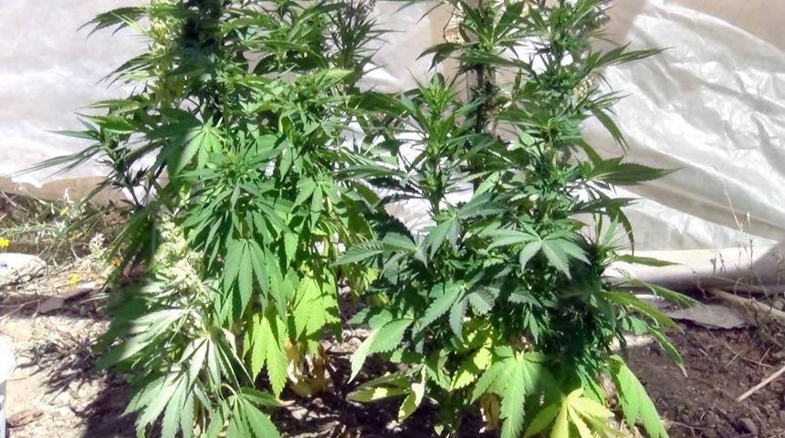 Şehrin Ortasında Hint Keneviri Yetiştiren 2 Kardeş G&ouml;zaltına Alındı