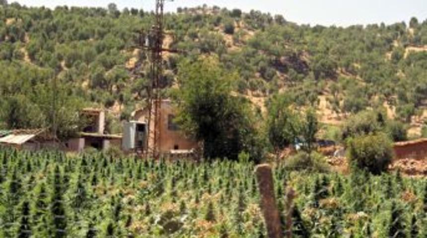 Diyarbakır&rsquo;da Esrar Tarlalarına Operasyon Başlatıldı