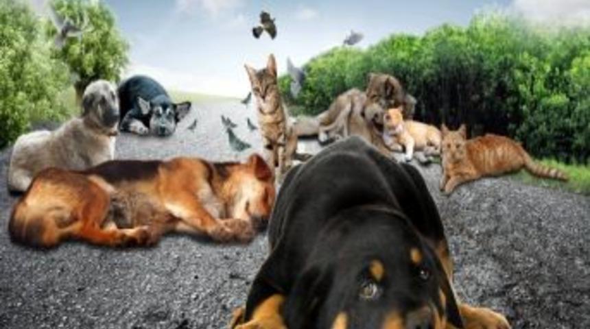 Salihli İl&ccedil;e Tarım M&uuml;d&uuml;r&uuml;&rsquo;den Sokak Hayvanları İ&ccedil;in Temiz Su Talebi