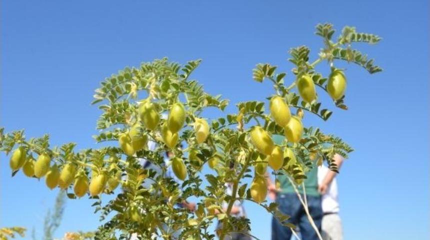 Nohut, Niğde&rsquo;de Gelir Kapısı Olacak