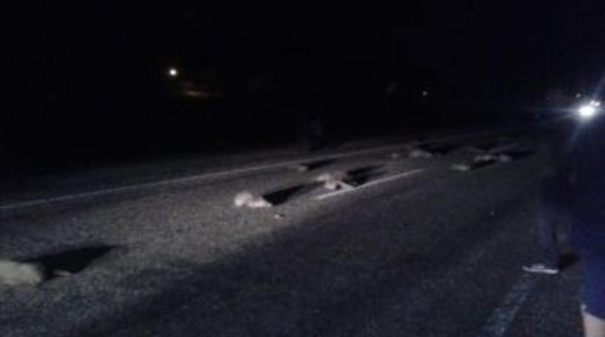 Otomobil Domuz Sürüsüne Çarptı