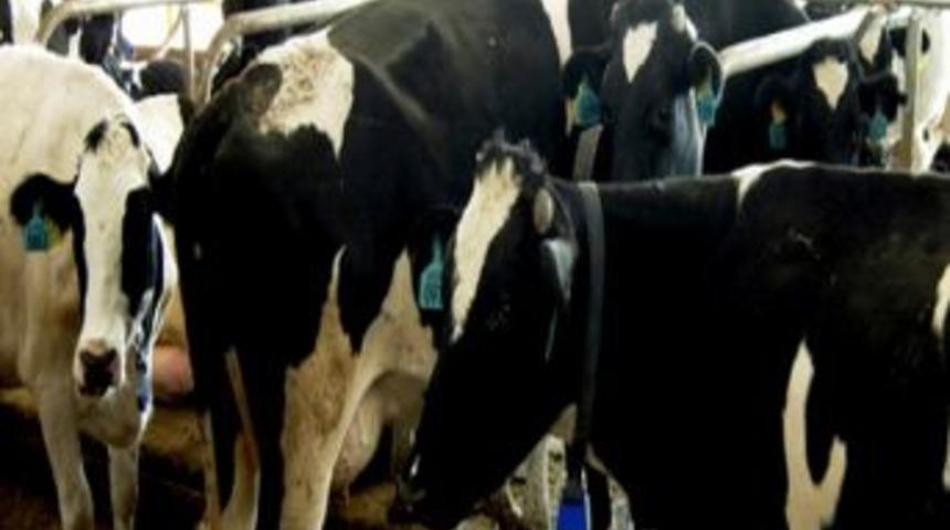 Et Fiyatlarındaki Dalgalanmalar D&ouml;nemsel