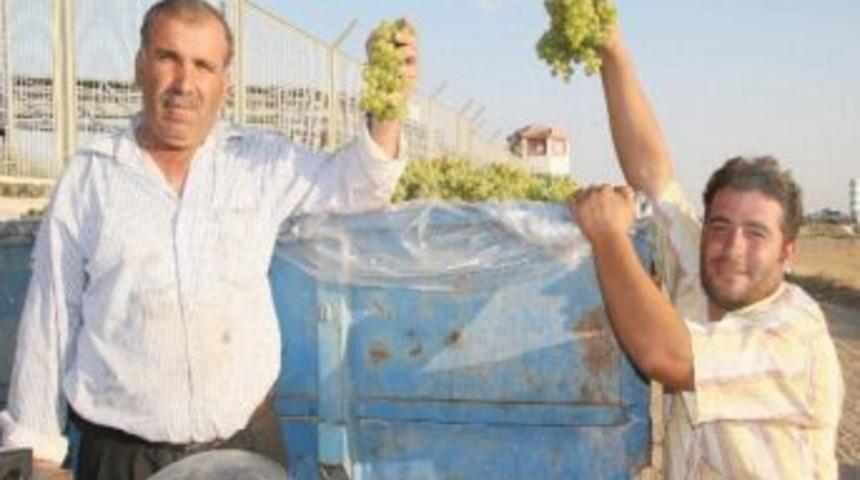 Kilis'te &Uuml;z&uuml;m Alımları Başladı