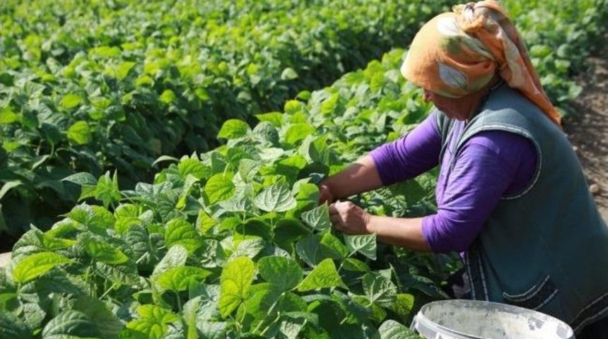 Akkuzulu Domates Şenliği 25 Ağustos&rsquo;ta Yapılacak