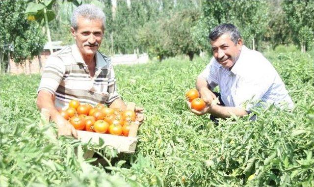 Akkuzulu Domates Şenliği 25 Ağustos’ta Yapılacak