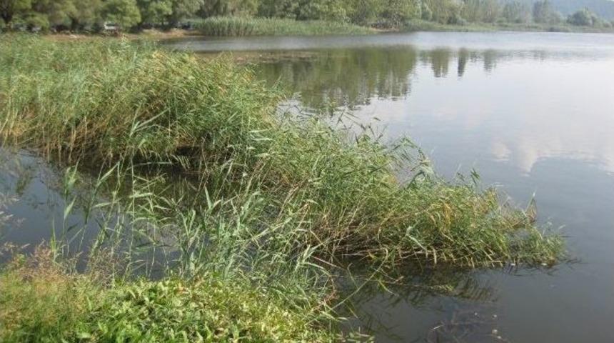 G&ouml;lc&uuml;k&rsquo;te Sazlık Alan Tehdidi