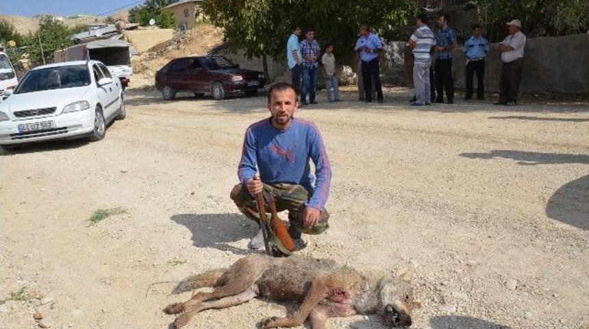 Darende&rsquo;de Saldırgan Kurtlardan 1&rsquo;i Vuruldu