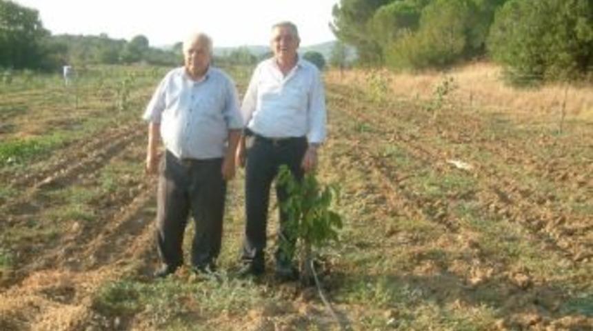 Burhaniye&rsquo;de Ceviz Zeytine Alternatif Oluyor