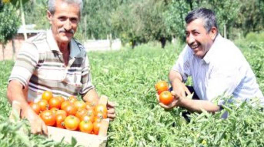 Akkuzulu Domates Şenliği, 25 Ağustos&rsquo;ta