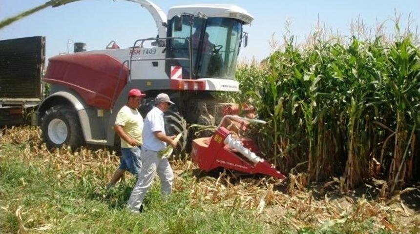 Ayvalık&rsquo;ta Tarla G&uuml;n&uuml;&rsquo;n&uuml;n Konusu &lsquo;silajlık Mısır&rsquo; Olacak