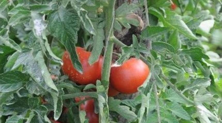 Tokat Domatesi 30 Kuruş