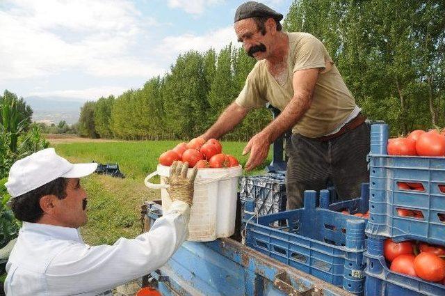 Tokat Domatesi 30 Kuruş