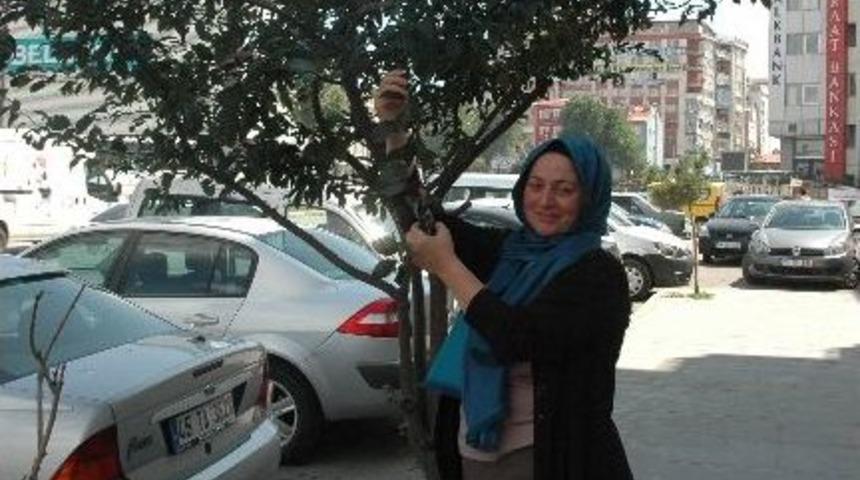 Yol Ortasında Bulunan Elma Ağacı Vatandaşların İlgisini &Ccedil;ekiyor