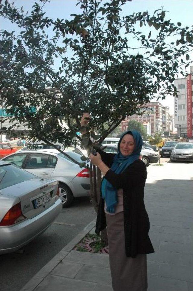 Yol Ortasında Bulunan Elma Ağacı Vatandaşların İlgisini &Ccedil;ekiyor 1