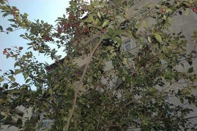 Yol Ortasında Bulunan Elma Ağacı Vatandaşların İlgisini &Ccedil;ekiyor 2