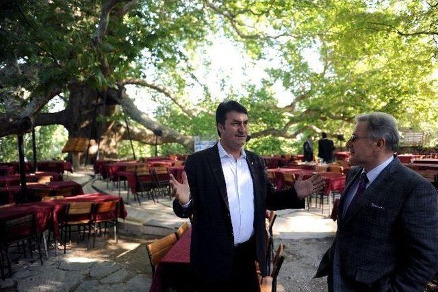 600 Tarihi İnkaya Çınarının Çevresi Yeniden Düzenleniyor 1