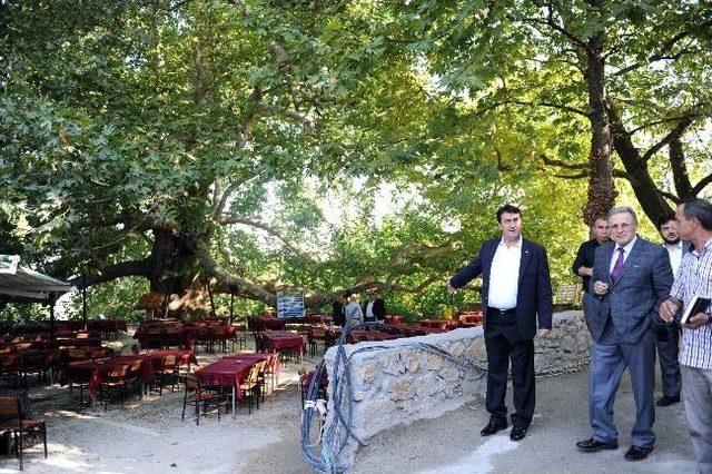 600 Tarihi İnkaya Çınarının Çevresi Yeniden Düzenleniyor 2