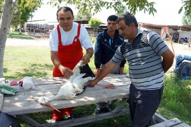 Yaralı Leylek Tedavi Edildi 1