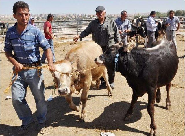 Aksaray'da Kurbanlık Fiyatları Değişmedi