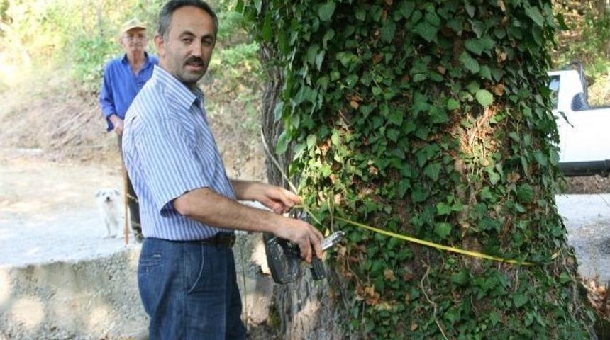 G&ouml;k&ccedil;ebey&rsquo;de Asırlık Dut Ağacı