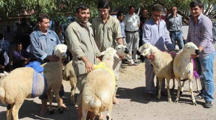 Aksaray&rsquo;da 104 Damızlık Ko&ccedil; Dağıtıldı