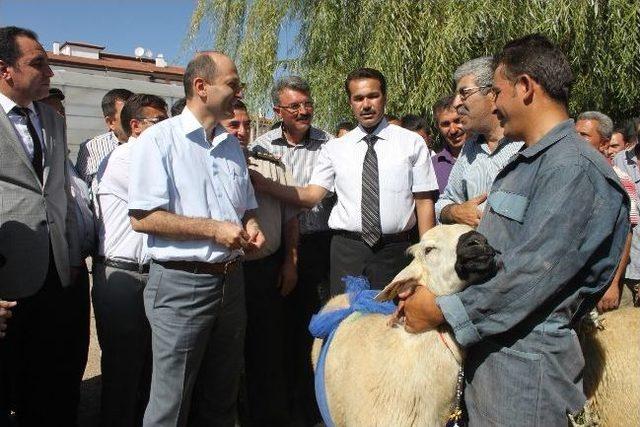 Aksaray’da 104 Damızlık Koç Dağıtıldı