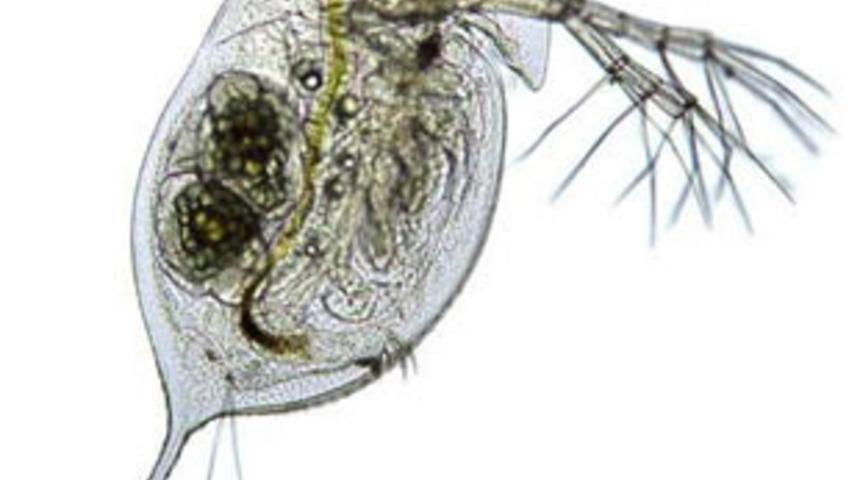 G&ouml;zlerinize inanamayacaksınız