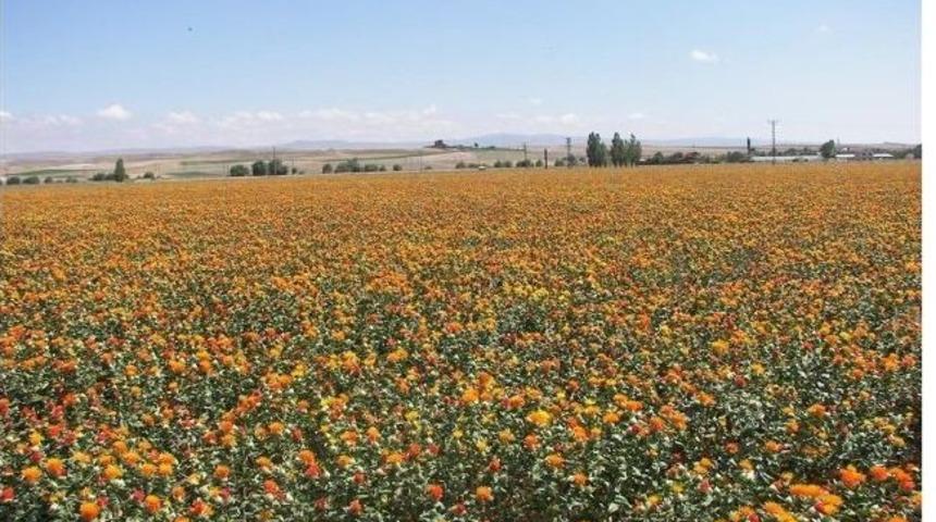 Afyonkarahisar&rsquo;da Aspir Tarımı Yaygınlaşacak