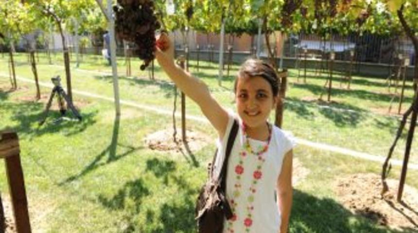 Bağcılarlı &Ccedil;ocuklar &Uuml;z&uuml;m&uuml; Dalından Yedi