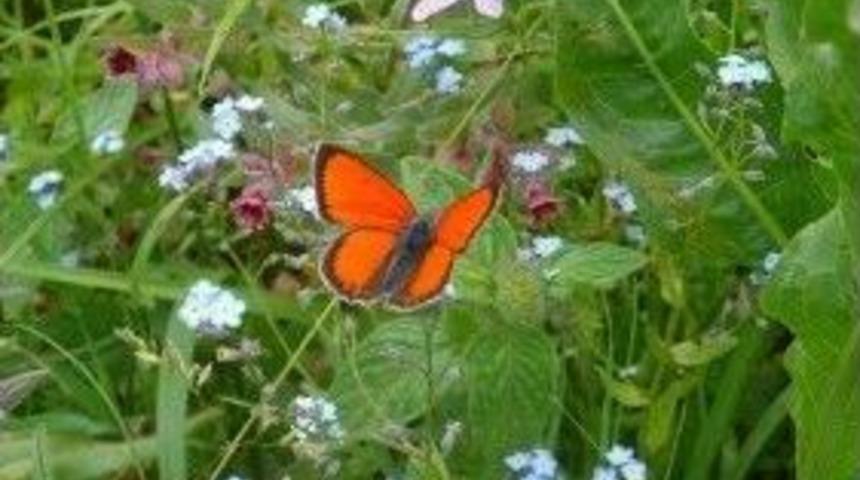 Ilgaz Dağı Milli Parkında Yeni T&uuml;rler Tespit Edildi