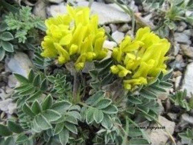 Ilgaz Dağı Milli Parkında Yeni T&uuml;rler Tespit Edildi 1