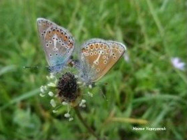 Ilgaz Dağı Milli Parkında Yeni T&uuml;rler Tespit Edildi 2