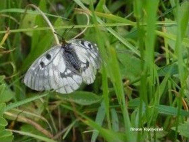 Ilgaz Dağı Milli Parkında Yeni T&uuml;rler Tespit Edildi 3