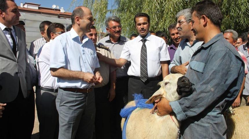 Aksaray&rsquo;da &Ccedil;ift&ccedil;ilere 104 Damızlık Ko&ccedil; Dağıtıldı