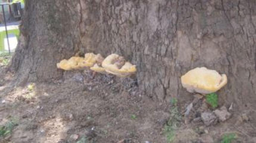 &Ccedil;ınar'lar 'mantar' istilası altında!..