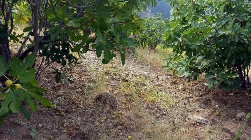 İncirciyi Fırtına Ve Yağış Vurdu
