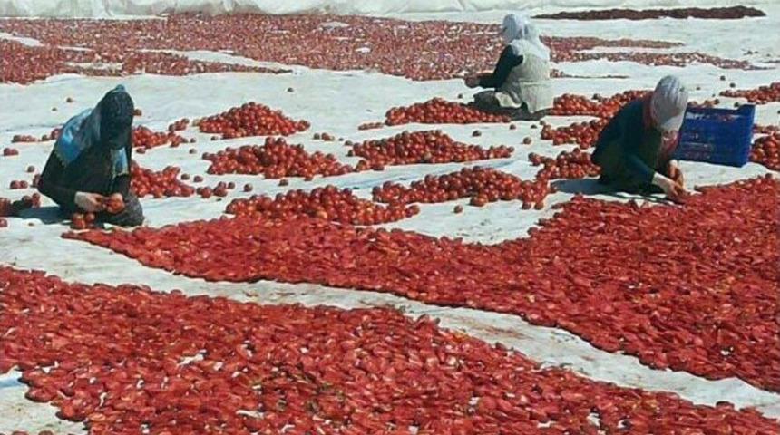 &Uuml;rettiği Domatesi Kurutup Avrupa &Uuml;lkelerine İhra&ccedil; Ediyor