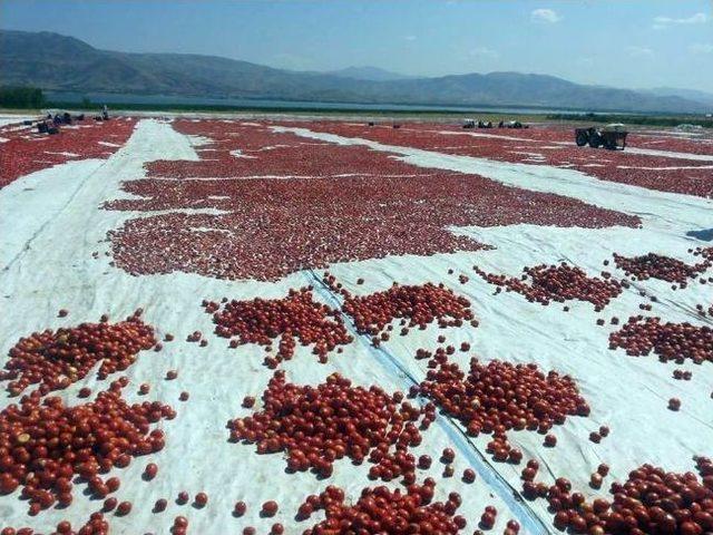 Ürettiği Domatesi Kurutup Avrupa Ülkelerine İhraç Ediyor