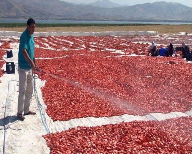 Ürettiği Domatesi Kurutup Avrupa Ülkelerine İhraç Ediyor