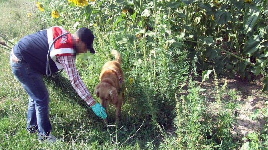 Erzurum'da Bir Milyon Dişi Hint Keneviri Ele Ge&ccedil;irildi
