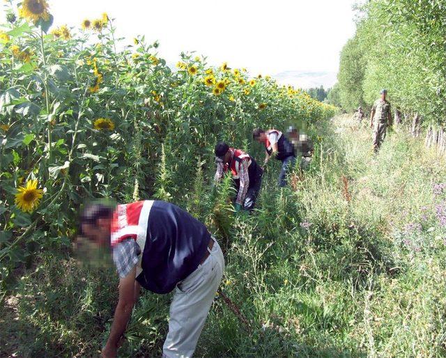 Erzurum'da Bir Milyon Dişi Hint Keneviri Ele Geçirildi