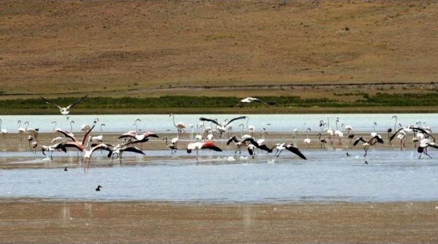 Filamingolar Van&rsquo;a Geldi