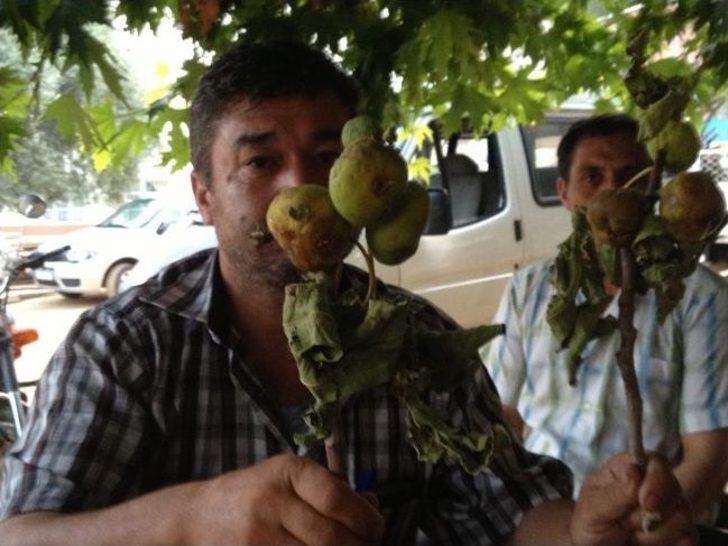 Nazilli Ziraat Odası'ndan Çiftçiye Destek Çağrısı G2