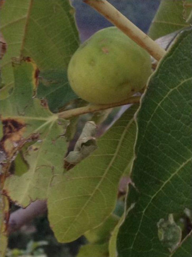 Nazilli Ziraat Odası'ndan Çiftçiye Destek Çağrısı G4