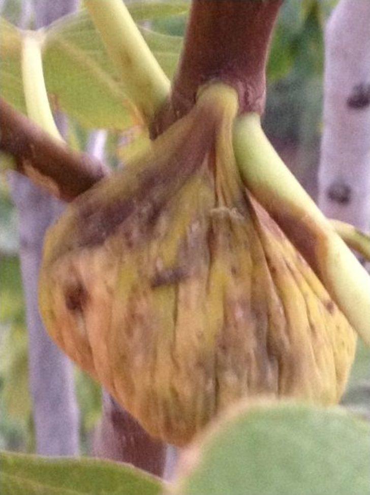 Nazilli Ziraat Odası'ndan Çiftçiye Destek Çağrısı G5