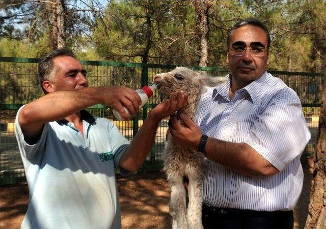 Annesinin Sahiplenmediği Yavru Lama Biberonla Besleniyor