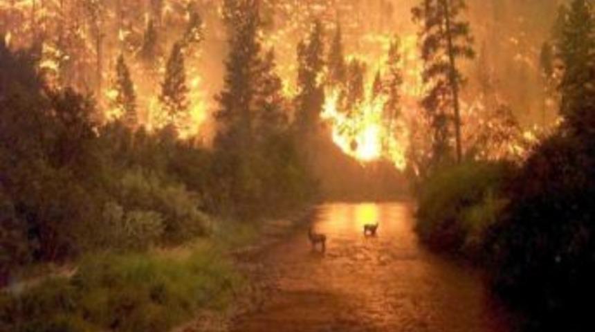 Kocaeli B&uuml;y&uuml;kşehir Belediyesi, Orman Yangınları İ&ccedil;in Uyarıda Bulundu