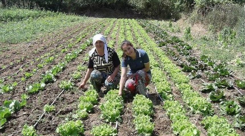 Kışlık Sebze Bakım &Ccedil;alışmaları Devam Ediyor